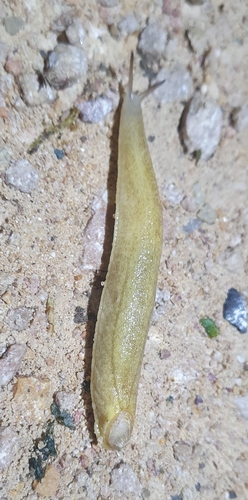 Testacella haliotidea
