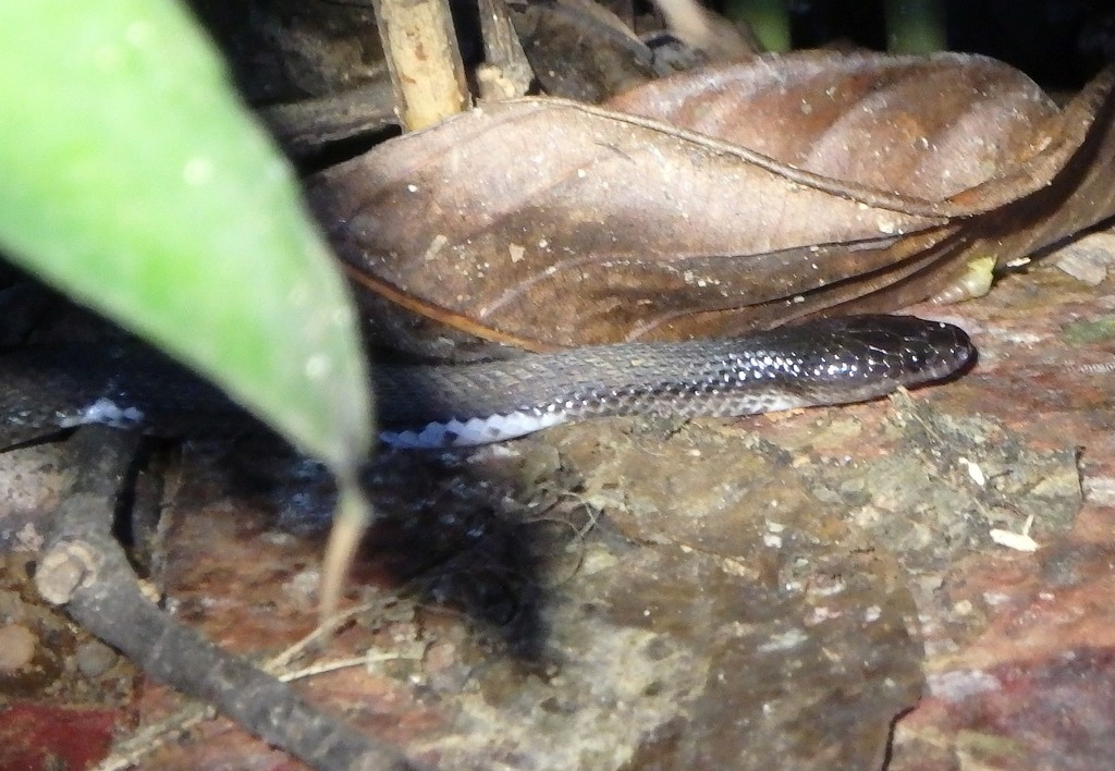 Ceylon Wolf Snake