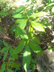 Cornus disciflora