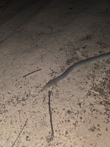 Olive Python sighting