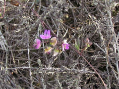 Dolichos hastiformis