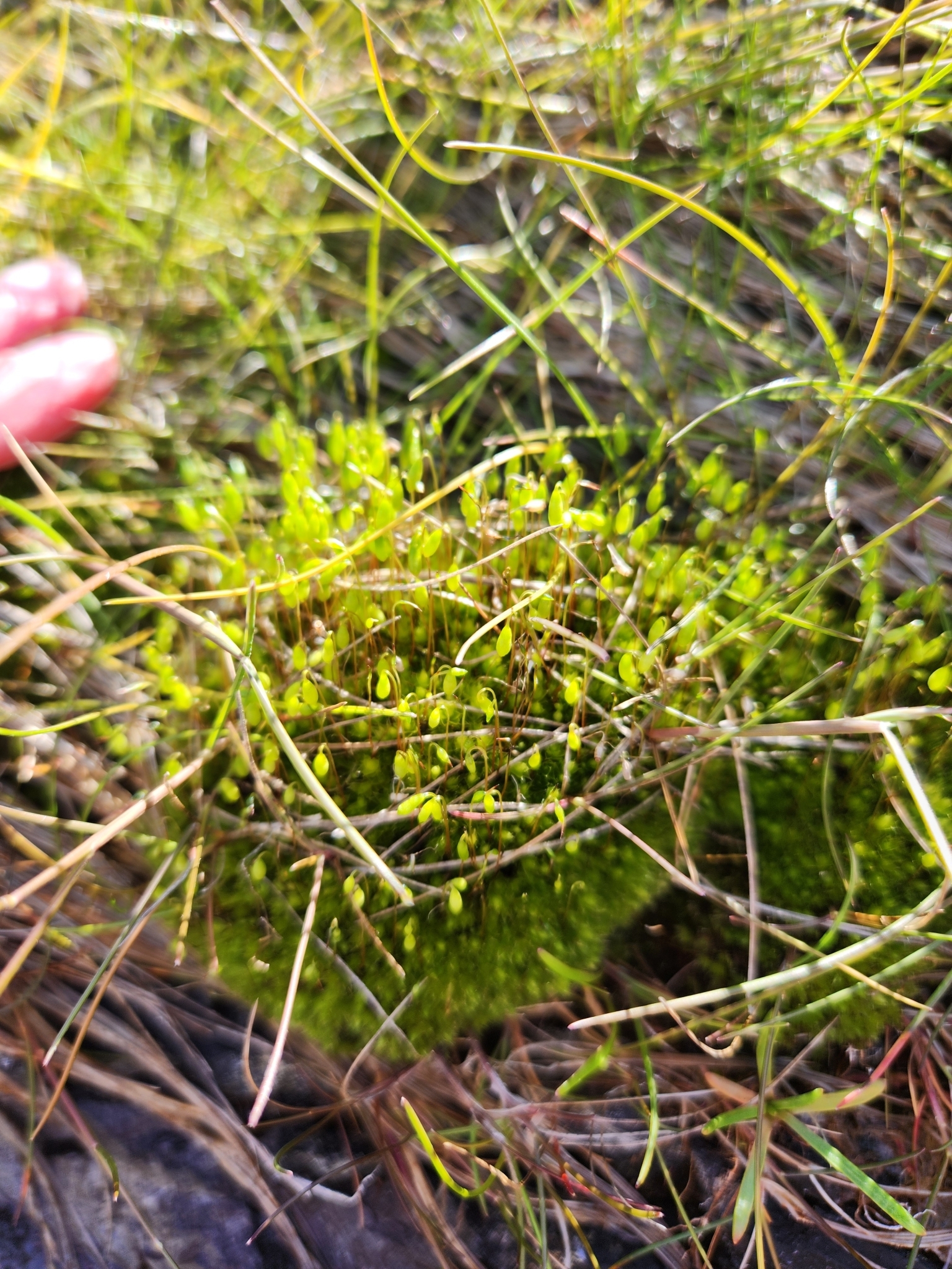 Ptychostomum salinum