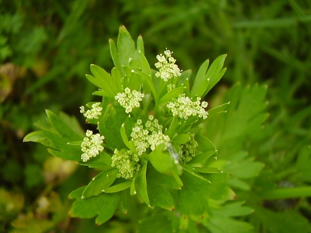 Apium graveolens