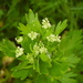 Celery - Photo (c) Stephen Thorpe, some rights reserved (CC BY-NC), uploaded by Stephen Thorpe