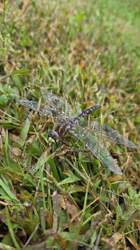 Lance-tipped Darner photo 5