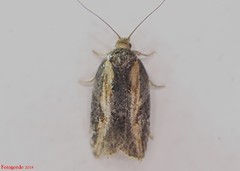 Acleris pulverosana