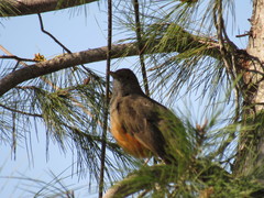 Turdus rufiventris