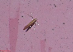 Cameraria quercivorella