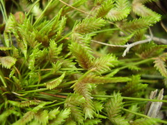 Isolepis levynsiana