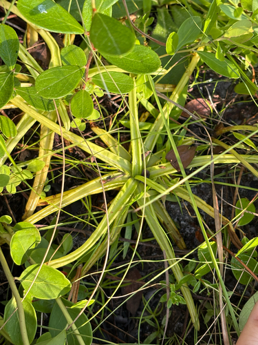 Pinguicula lutea