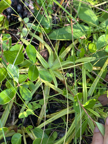 Pinguicula lutea