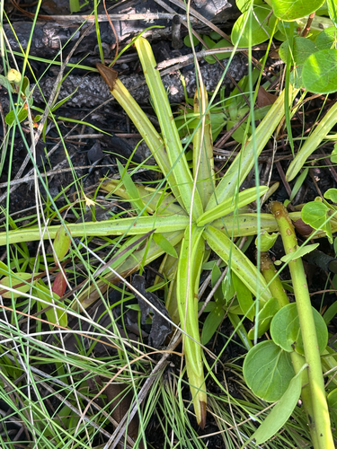 Pinguicula lutea