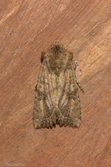 Meterana inchoata