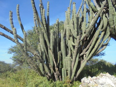 Stenocereus treleasei