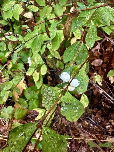 Symphoricarpos albus