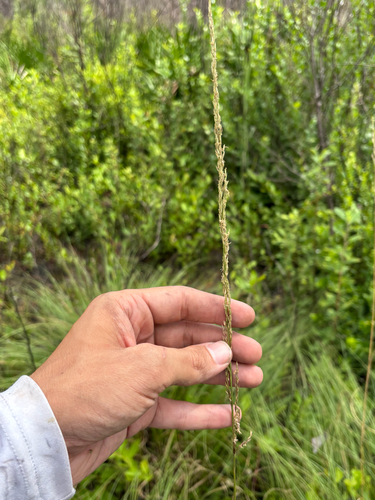 Sporobolus vaseyi, photograph 1
