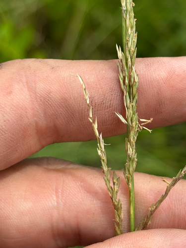 Florida Sandreed (Sporobolus vaseyi)