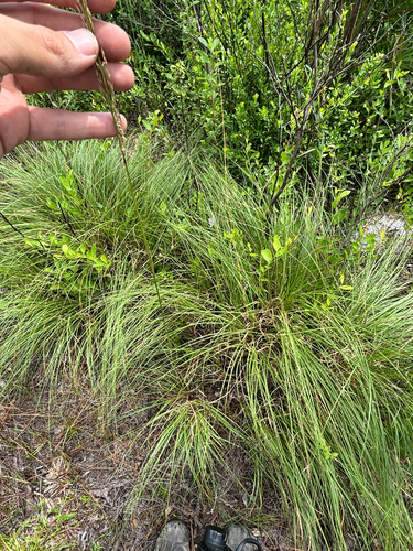 Sporobolus vaseyi, photograph 2