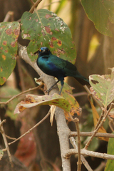 Lamprotornis chloropterus