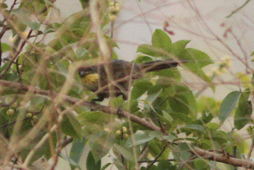 Yellow-gorgeted Greenbul (Atimastillas flavicollis), photo 4