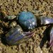 New Zealand Half Crab - Photo anonymous, no known copyright restrictions (public domain)