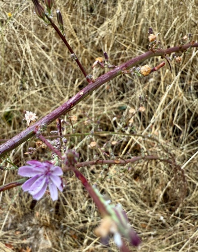 rod wirelettuce (Stephanomeria virgata)