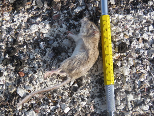 Chihuahuan Pocket Mouse