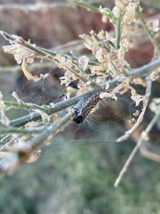 Uresiphita reversalis