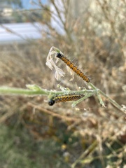 Uresiphita reversalis