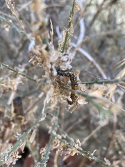Uresiphita reversalis