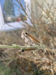 Uresiphita reversalis