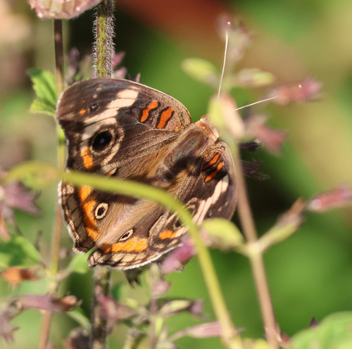 Common Buckeye