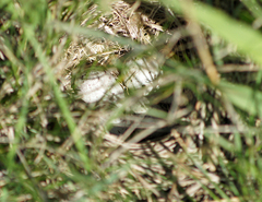 Calcarius ornatus