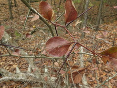 Crataegus berberifolia