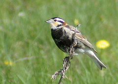 Calcarius ornatus