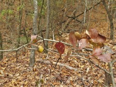 Crataegus berberifolia