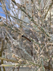 Uresiphita reversalis