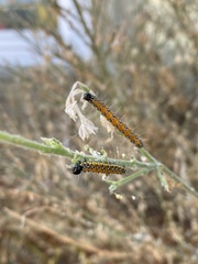Uresiphita reversalis