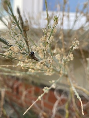 Uresiphita reversalis