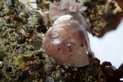 Alloiodoris lanuginata