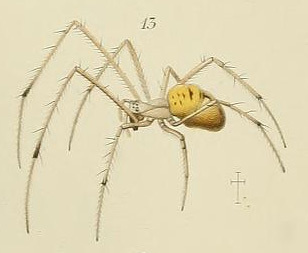 Linyphia sagana