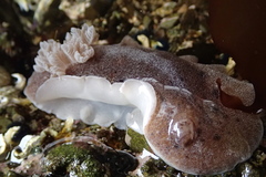 Alloiodoris lanuginata