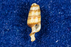 Cerithiopsidae