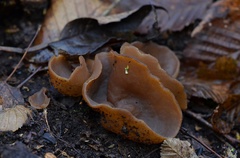 Hansenopezia retrocurvata