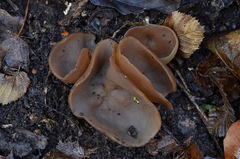 Hansenopezia retrocurvata