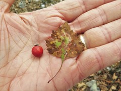Crataegus ouachitensis