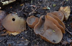 Hansenopezia retrocurvata