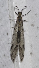 Dendroleon longipennis