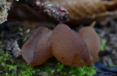 Hansenopezia retrocurvata