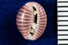 Pseudopusula californiana